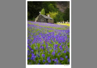 Balachulish Bluebells
