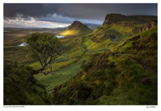 The Lone Tree